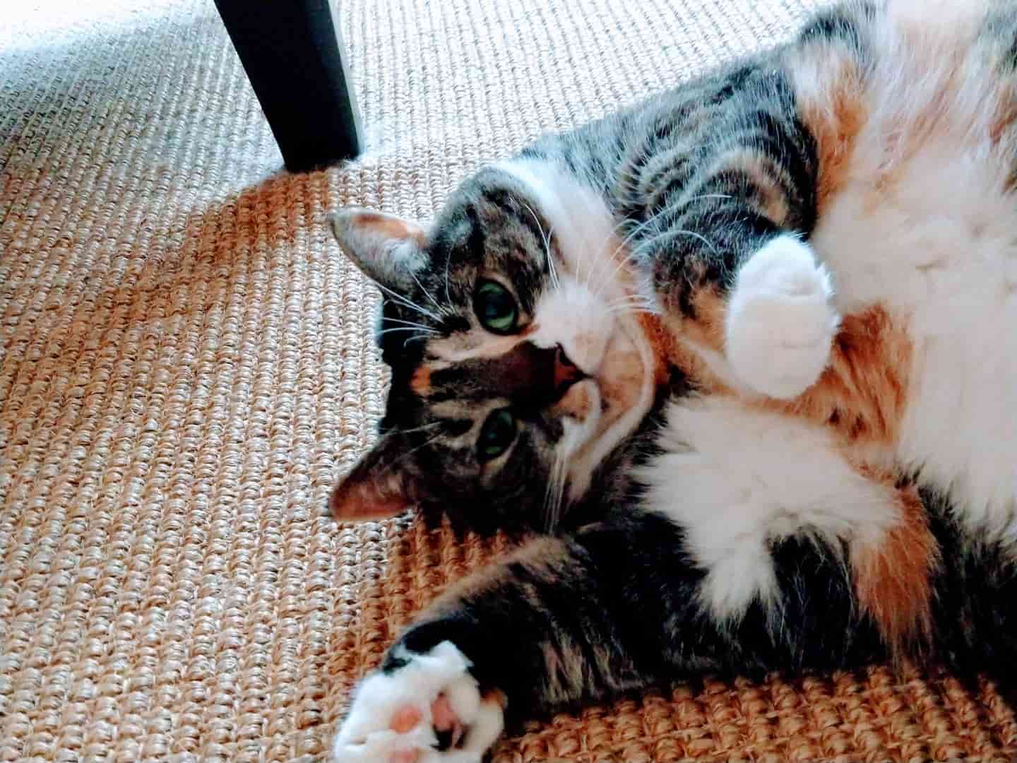 chunky cat relaxing