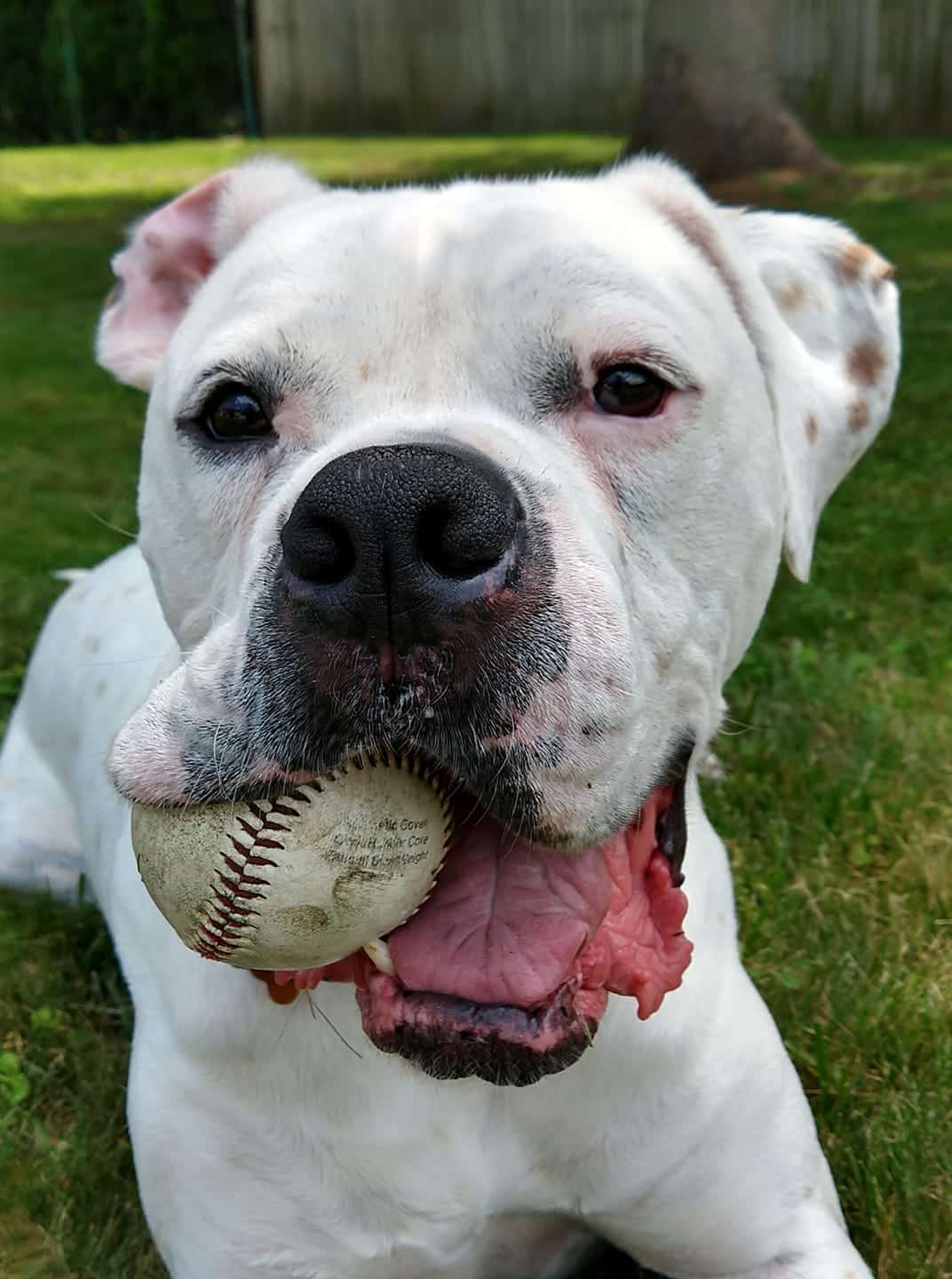 dog with baseball in mouth