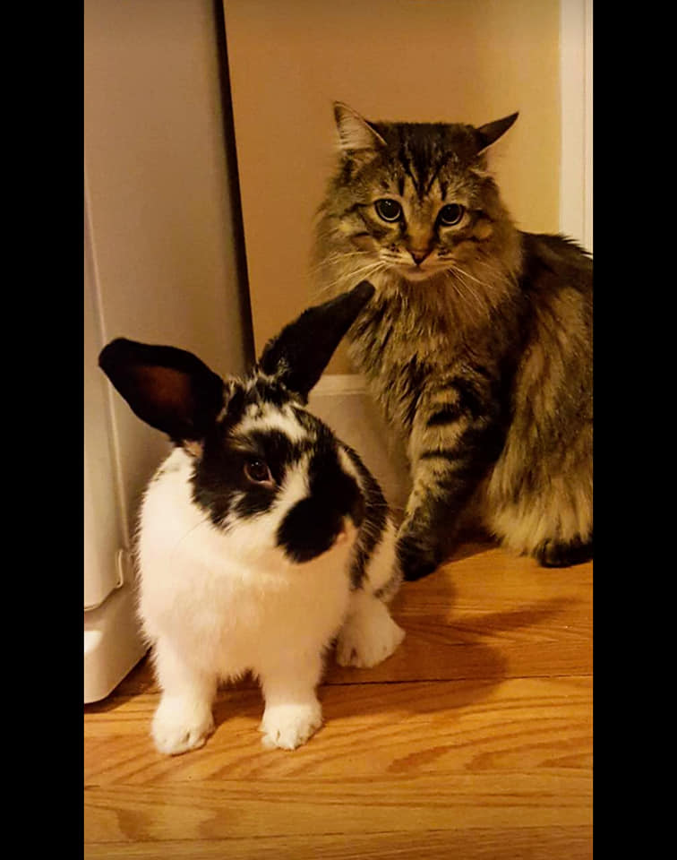 bunny and cat best friends
