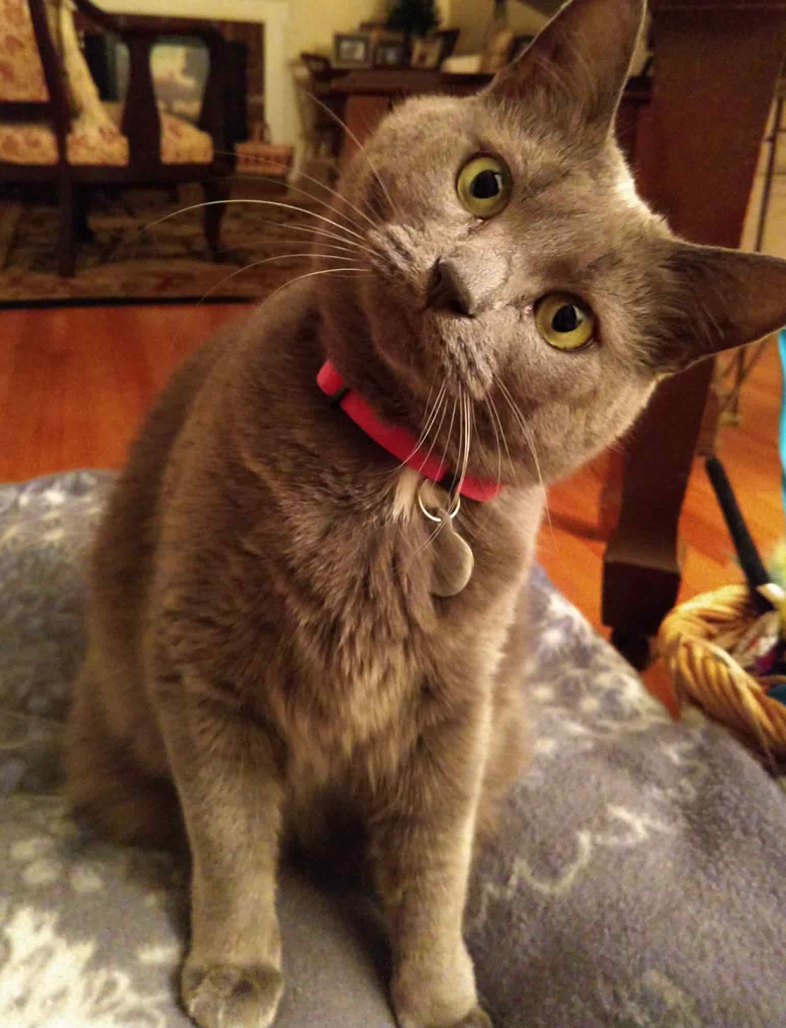 gray cat with twisted head