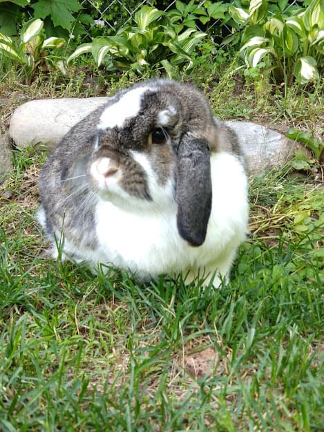 rabbit outdoors