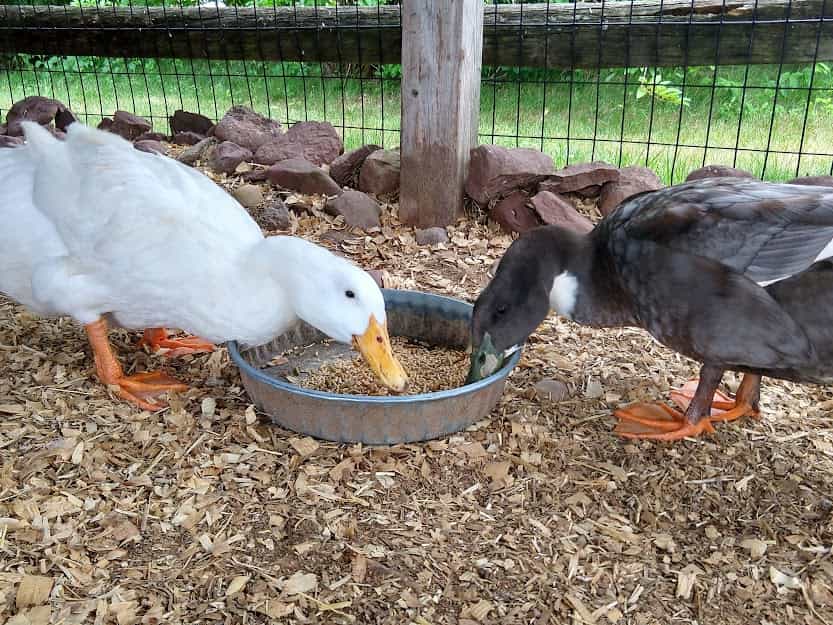 pet ducks eating